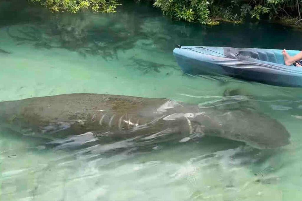 Manatee Oasis Weeki Wachee Family Fun Pool Home Spring Hill Kültér fotó